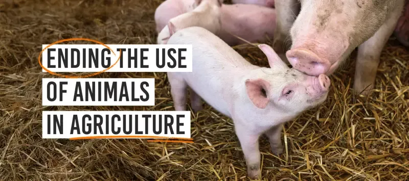 Image from the Animal Justice Project website