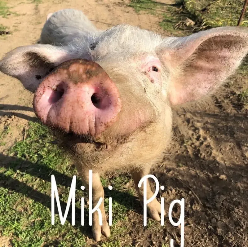 Image from the Rifugio di Miki Pig (Animali Liberi) website